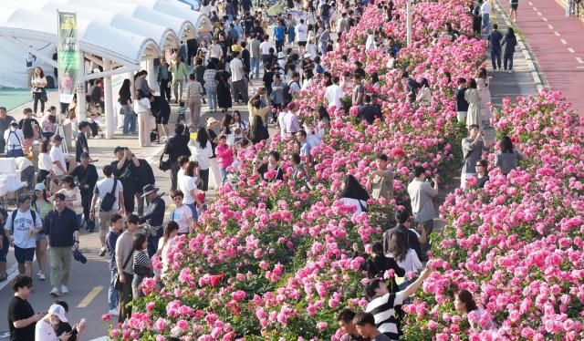 중랑 서울장미축제 사진중랑구