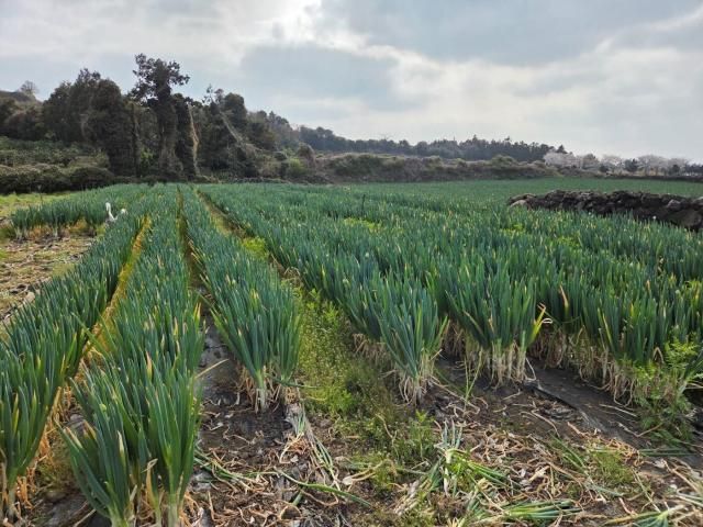 제주 친환경 대파 재배 현장 사진초록마을