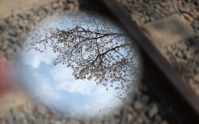 절기 청명을 하루 앞둔 3일 오후 경남 창원시 진해구 경화역 벚꽃길에서 한 관광객 거울에 벚꽃과 하늘이 반영돼 보인다 시는 이날 진해지역 벚꽃 개화율은 90％며 오는 4일 만개할 것으로 예측했다사진연합뉴스