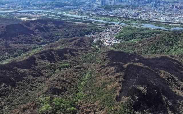 2일 대구 북구 함지산 산림 일부가 지난 28일 발생한 대형 산불로 검게 탄 모습을 보이고 있다 사진연합뉴스