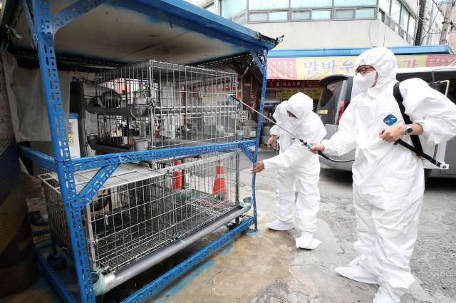지난 5월 21일 광주 북구청 시장산업과 동물정책팀 직원들이 관내 한 재래시장 닭오리 판매업소에서 조류인플루엔자 예방을 위해 긴급 방역을 실시하고 있다 사진연합뉴스