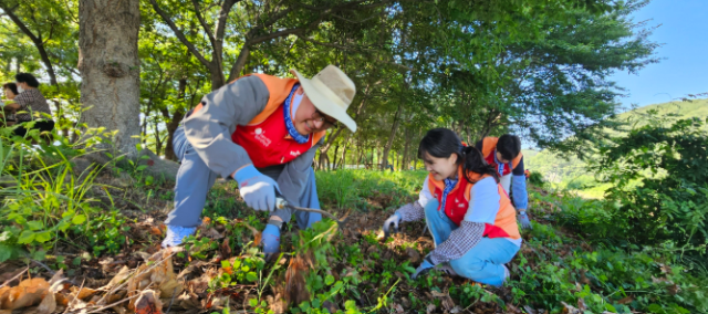 최두환왼쪽 SK피아이씨글로벌 대표가 구성원들과 함께 외래 식물 제거 활동을 하고 있다 사진SKC 