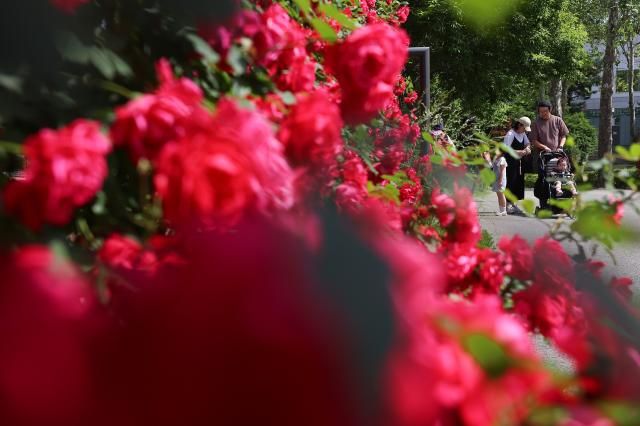 제21대 대통령 선거일인 3일 서울 광진구 어린이대공원에서 투표를 마친 가족이 나들이를 즐기고 있다 사진연합뉴스
