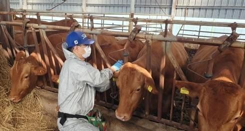 소 럼피스킨 예방접종 기사와 관련없는 자료사진 사진연합뉴스