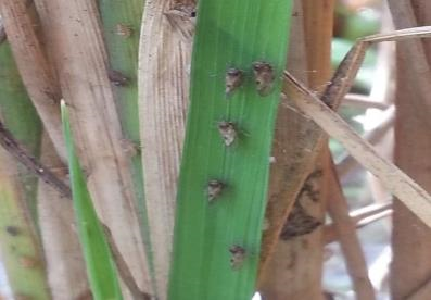 흡충 중인 벼멸구사진농촌진흥청