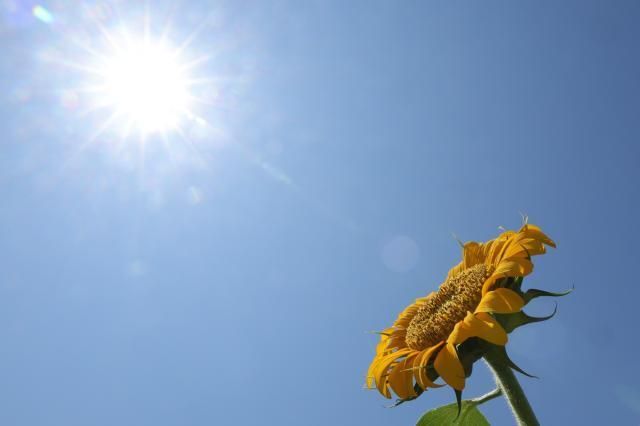 폭염에도 햇볕 바라보는 해바라기 사진연합뉴스