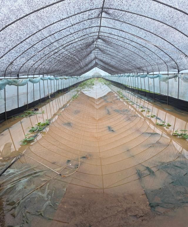 폭우가 내린 17일 충남 천안시 동남구 한 비닐하우스가 빗물에 침수돼 있다사진연합뉴스