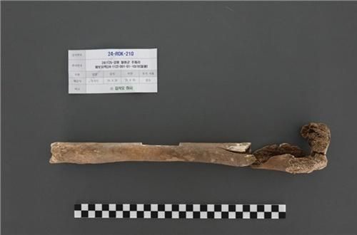 2024년 11월 강원도 철원군 원남면 주파리에서 발굴된 고 김석오 하사의 유해우측 허벅지뼈 사진국방부 