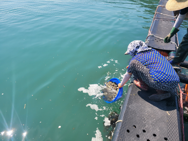 지난 23일 전남 여수의 어가에서 우럭 긴급방류가 이뤄지고 있다 사진해양수산부
