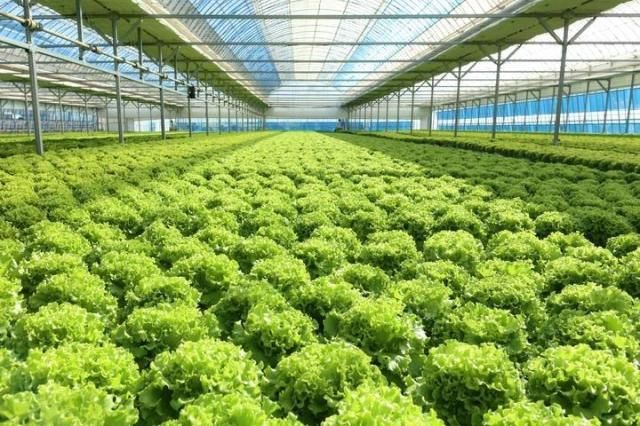 샐러디가 전북 진안에서 운영하고 있는 직영 농장 샐러디팜 사진샐러디