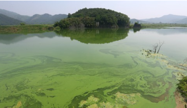 낙동강 녹조 사진연합뉴스
