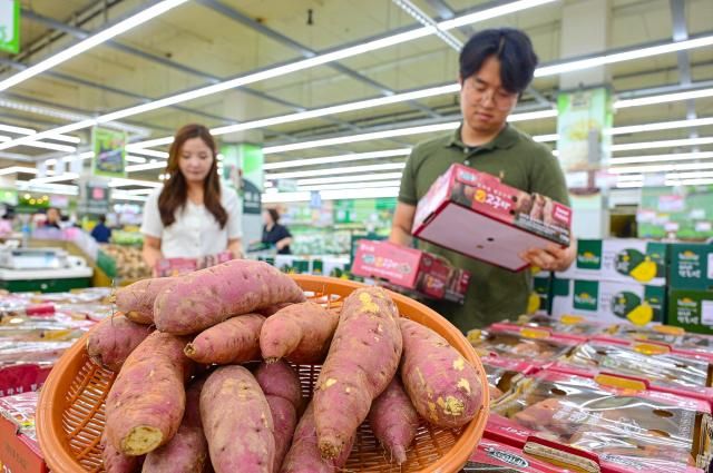 10일 서울 서초구 농협유통 하나로마트 양재점에서 고객들이 올해 수확한 햇고구마를 살펴보고 있다 사지농협유통