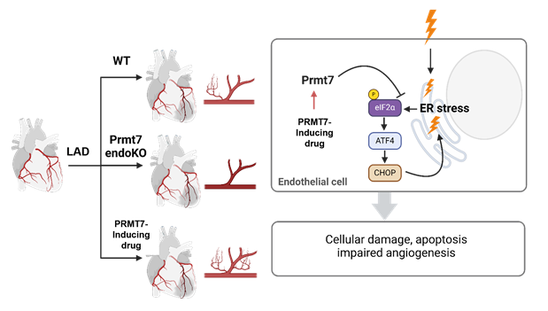 심근경색에서 Prmt7의 기능 자료숙명여대