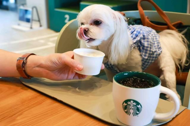 스타벅스 더북한강R점에서 퍼푸치노를 즐기는 반려견 사진스타벅스코리아