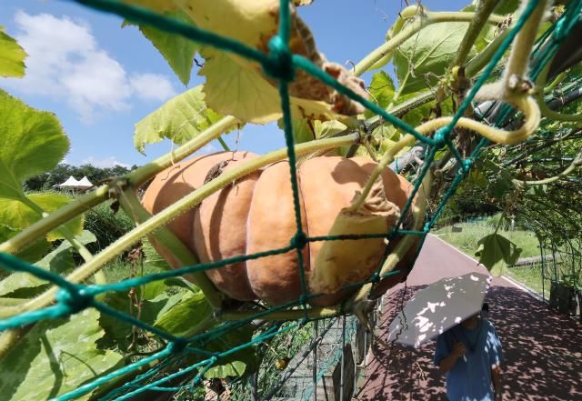 절기상 가을을 맞이한다는 처서를 앞두고 폭염이 기승을 부린 22일 서울 마포구 하늘공원에서 양산을 쓴 시민이 수세미와 호박 덩굴을 지나며 더위를 피하고 있다 사진연합뉴스