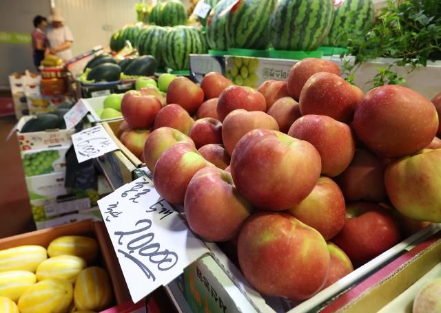 추석을 앞두고 햇사과 출하하되고 있다