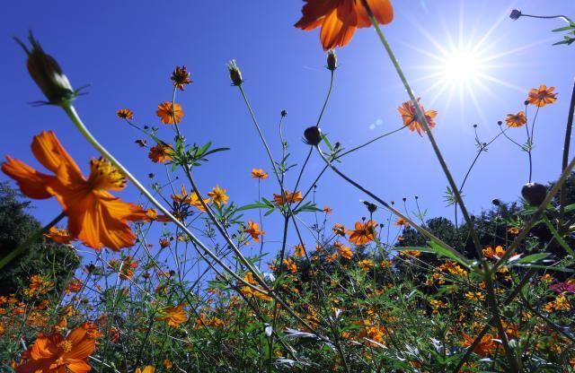 21일 서울 송파구 올림픽공원 들꽃마루에 활짝 핀 황화코스모스가 뒤로 파란 하늘이 펼쳐져 있다 2025921 사진연합뉴스