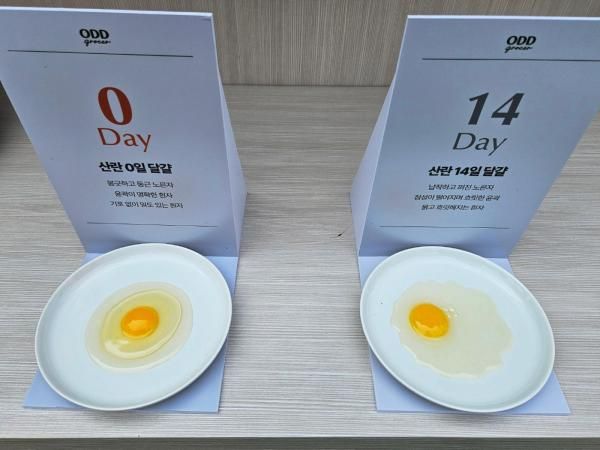 오드그로서ODD GROCER 브랜드존에 전시된 달걀 비교 모습 사진홍승완 기자