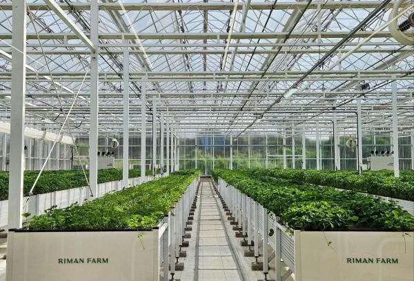 리만팜 관람존에서 바라본 자이언트 병풀 재배동의 모습 사진홍승완 기자