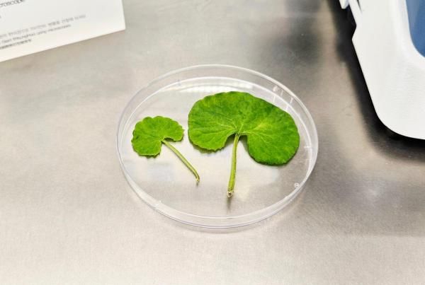 일반 병풀왼쪽과 자이언트 병풀 크기 차이 사진홍승완 기자