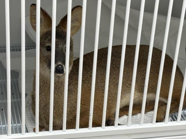 주차타워에서 구조된 고라니 사진인천시 남동구