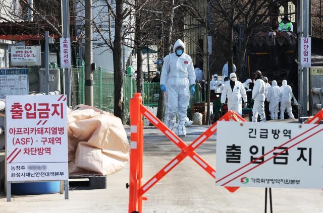 살처분 준비작업으로 분주한 경기 화성시의 ASF 발생농장 사진연합뉴스