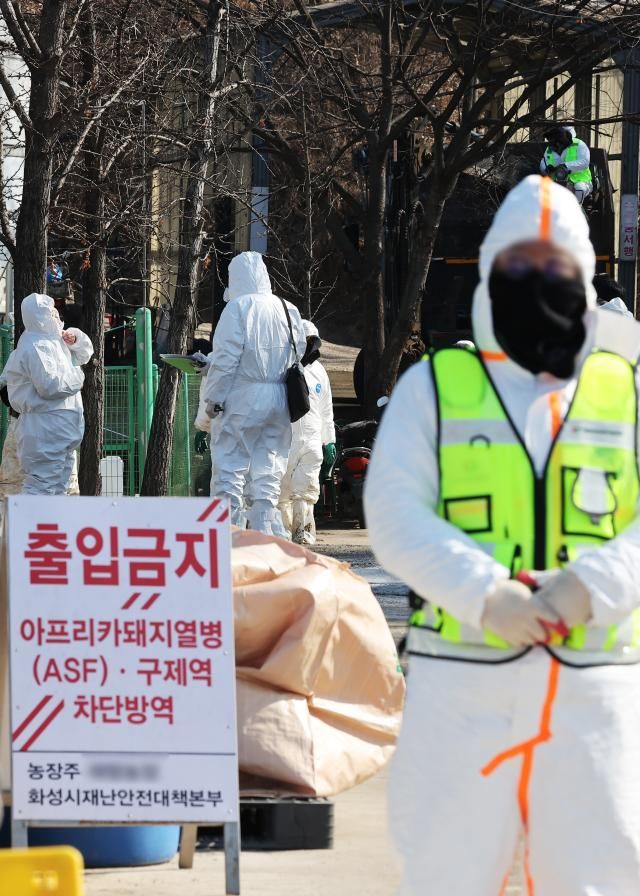 8일 아프리카돼지열병이 발생한 경기도 화성시 한 돼지농장 출입이 통제되고 있다사진연합뉴스