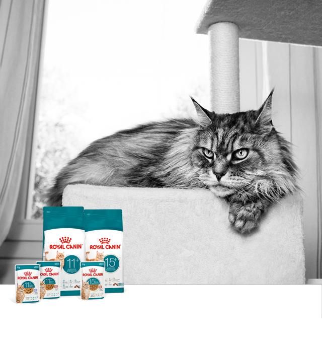 로얄캐닌 노령묘 맞춤 영양 신제품 ‘캣 에이징 11+’ 및 ‘캣 에이징 15+’ 사진로얄캐닌코리아