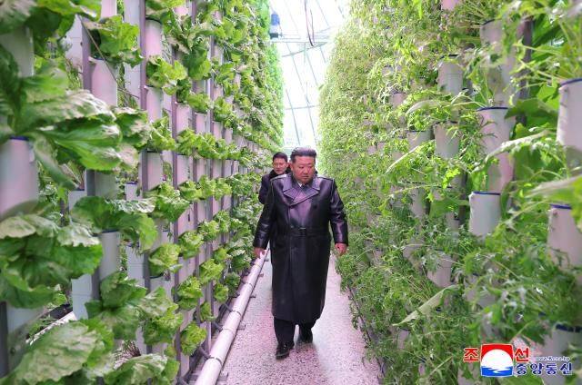 북한 조선중앙통신은 김정은 국무위원장이 지난 1일 신의주 온실종합농장 준공식에 참석해 준공테이프를 끊었다고 2일 보도했다 사진연합뉴스