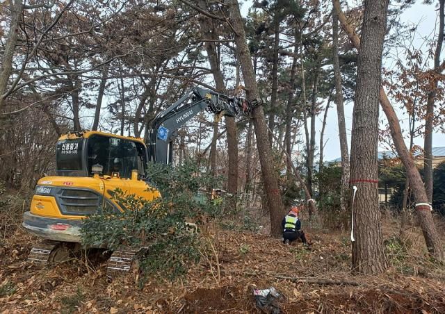 남면 소나무재선충 피해목 제거작업 모습사진태안군