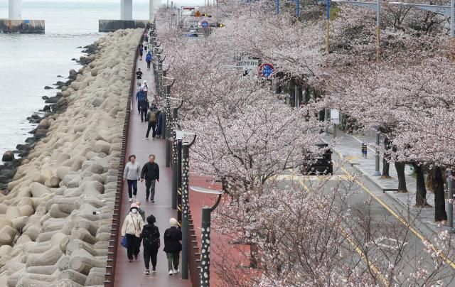 봄비가 그친 31일 부산 수영강변 산책로를 따라 벚꽃이 활짝 펴 장관을 이루고 있다사진연합뉴스