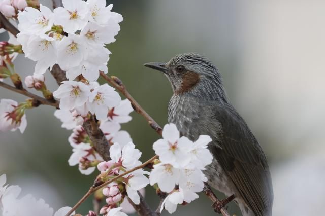 1일 오전 경기도 의정부시 회룡천에서 직박구리가 활짝 핀 벚꽃 사이로 꿀을 찾고 있다 사진연합뉴스