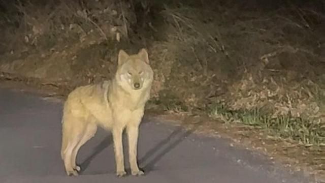 대전 오월드 탈출 이후 행방이 묘연했던 늑대 늑구는 지난 13일 오후 10시 43분께 오월드 인근 야산에서 목격됐다 사진연합뉴스