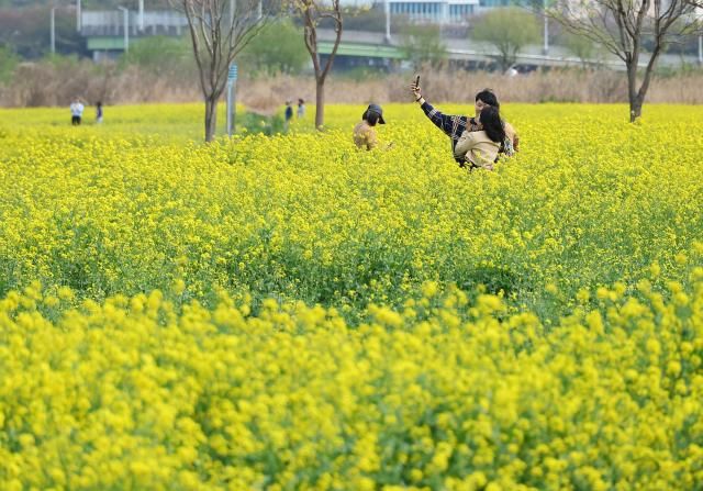 활짝 핀 유채꽃 사진연합뉴스