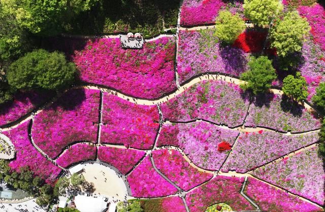지난 22일 철쭉 축제가 열리고 있는 경기도 군포시 철쭉동산을 찾은 시민들이 활짝 핀 철쭉을 감상하며 봄 정취를 만끽하고 있다 사진연합뉴스
