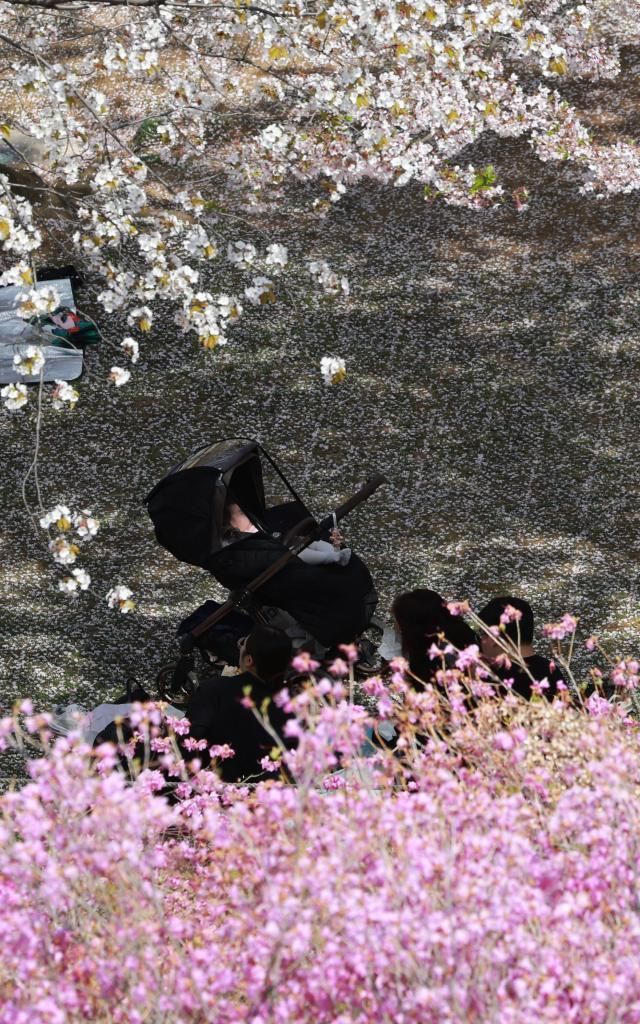 낮 최고기온이 25도까지 오르는 등 때이른 초여름 날씨를 보인 13일 경기도 부천시 원미산 진달래동산에서 아이가 봄꽃 속에 잠이 들어 있다사진연합뉴스