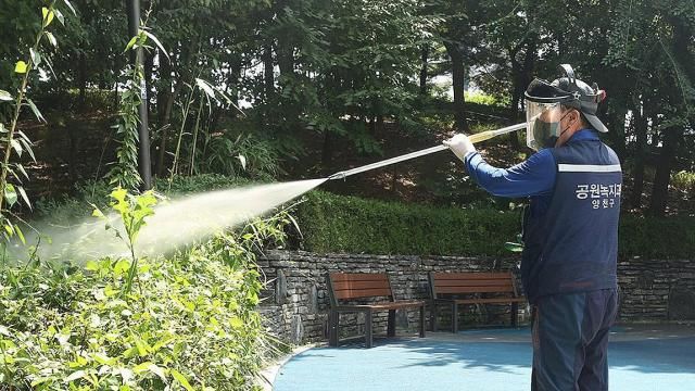 러브버그 퇴치를 위해 방역 작업 중인 모습 사진서울 양천구