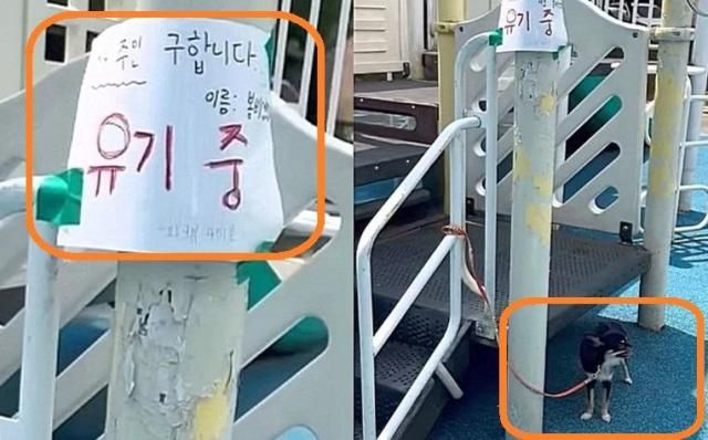 폭염경보가 내려진 청주의 한 놀이터에 유기된 강아지의 모습 사진스레드 캡처