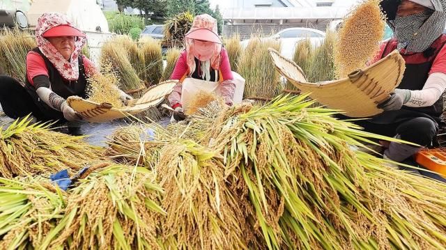 경기도 화성시 경기도농업기술원에서 관계자들이 수확한 연구용 벼를 탈곡한 후 불순물을 걸러내기 위해 키질을 하고 있다 사진연합뉴스