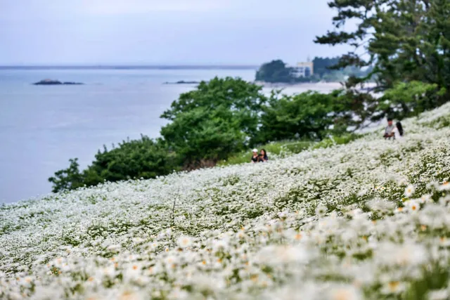 샤스타데이지 군락지