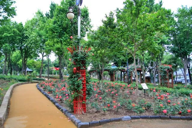 장미 품종 소개