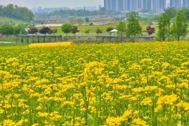 유채꽃 가득한 안성팜랜드