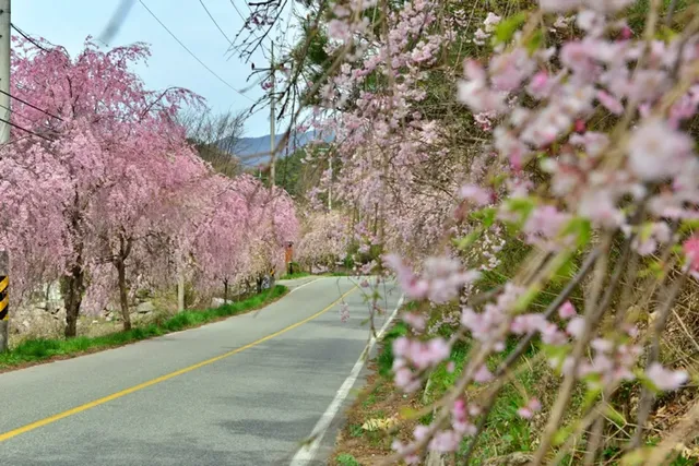 임불마을과 병곡마을의 벚꽃길