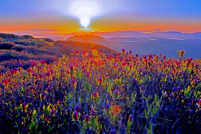 황매산의 철쭉 풍경