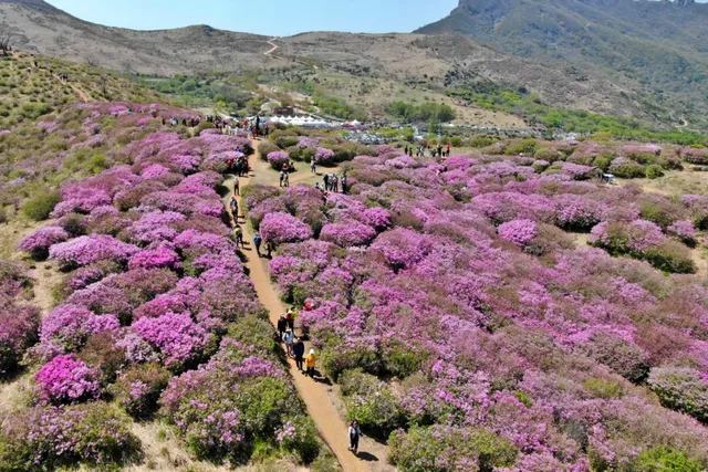 황매산의 철쭉 군락과 일출