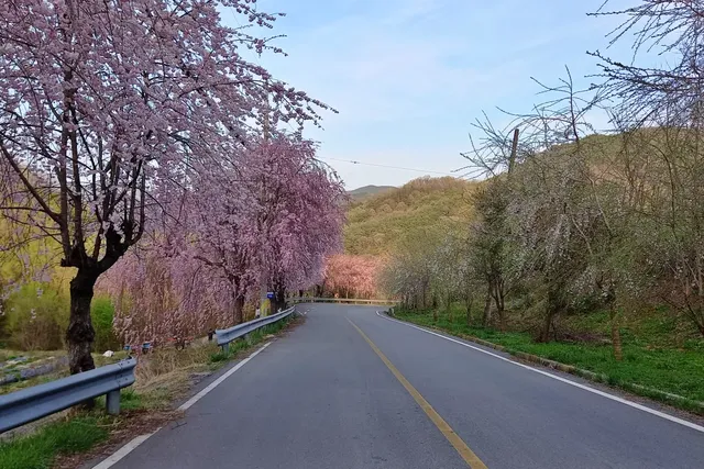 수양벚꽃이 길게 뻗어있는 병곡마을