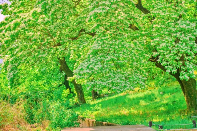 자연과 전통의 숲