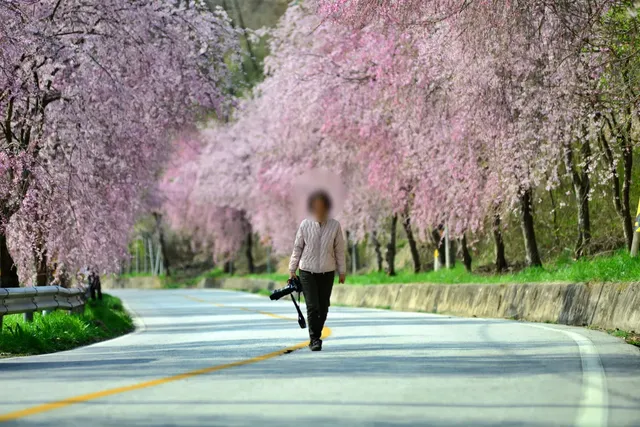 인생샷을 위한 최고의 벚꽃길