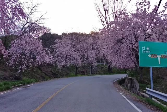 병곡마을의 수양벚꽃