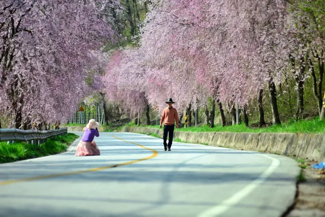 꾸미지 않은 자연 그대로의 벚꽃길